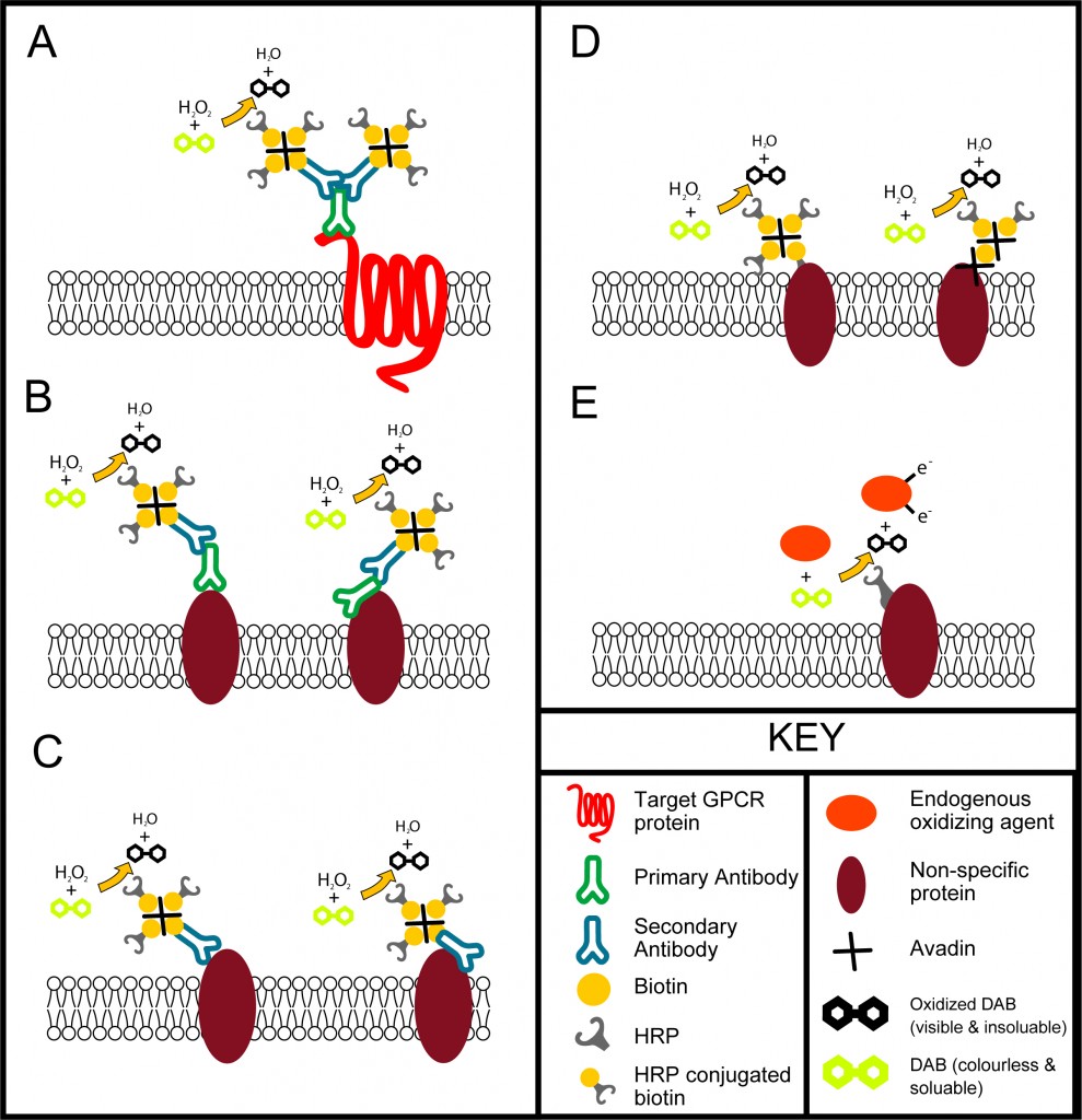 Antibody Specificity – Jack R Auty