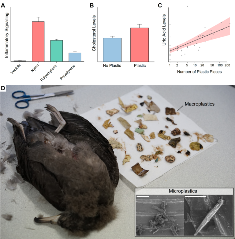 The inflammatory nature of microplastics – Jack R Auty